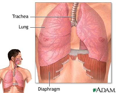 When the diaphragm is used for breathing, 