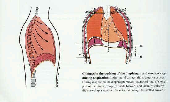 In diaphragmatic breathing, the diaphragm moves down on inhalation, while the ribs expand slightly to the sides.